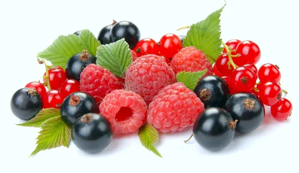 Raspberry röda och svarta vinbär — Stockfoto