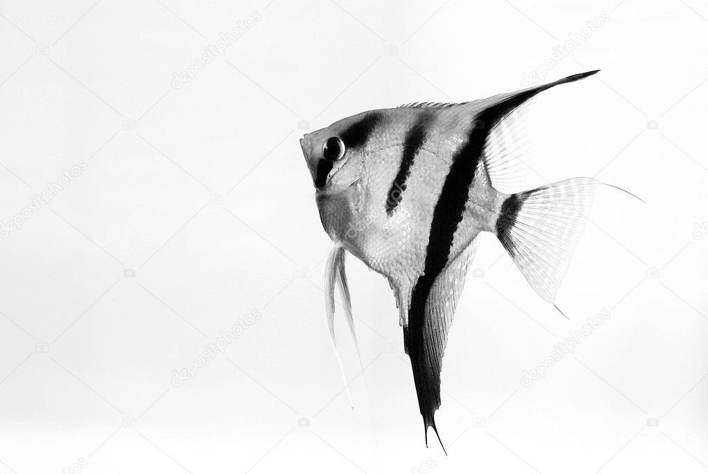 Angelfish on white background