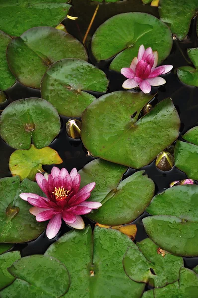 stock image Lilies