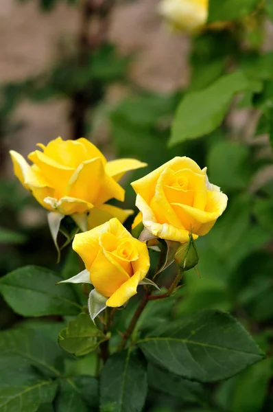 노란 장미 스톡 사진