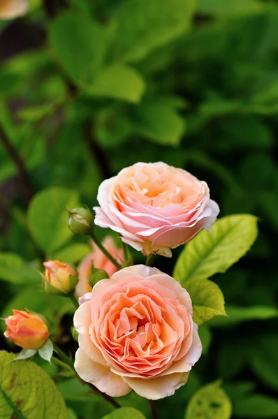Ροζ τριαντάφυλλα Royalty Free Φωτογραφίες Αρχείου