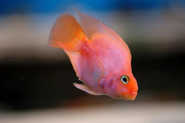 Червона риба Ліцензійні Стокові Фото