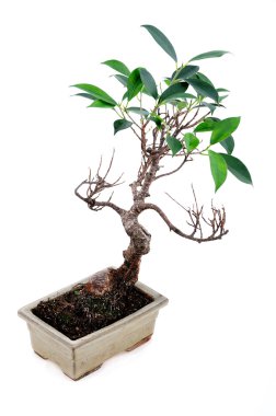 Bonsai