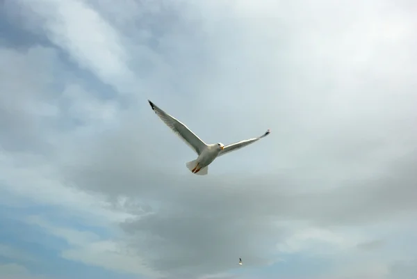 청 어 갈매기 비행 — 스톡 사진
