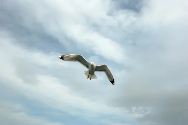 セグロカモメ飛行 — ストック写真