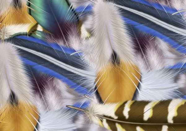 Feather texture — Stock Photo, Image