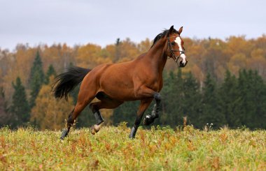 Horse in the autumn field clipart