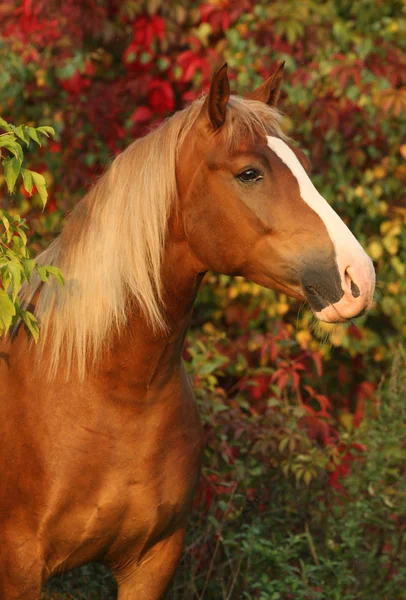 Horse in the autumn garden — Stock Photo, Image