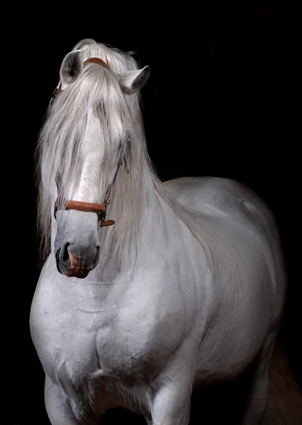 Fehér ló fekete háttér — Stock Fotó