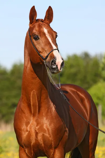 Kaštanový kůň Stock Snímky