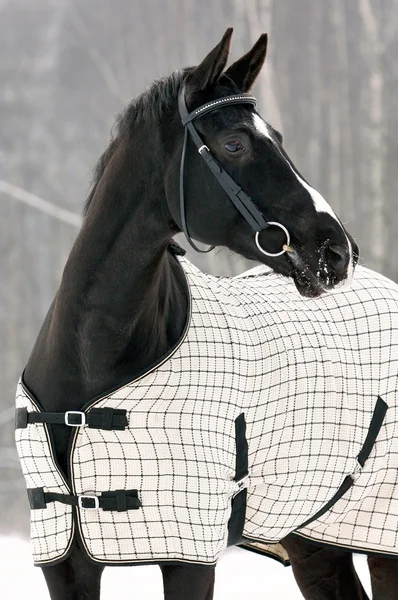 Cavalo preto sob o cobertor no inverno — Fotografia de Stock