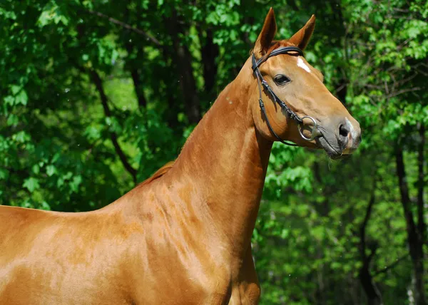 Golden horse — Stock Photo, Image