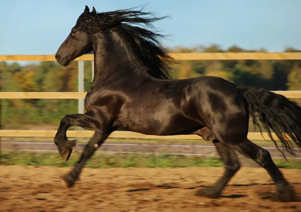 Cavallo frisone — Foto Stock