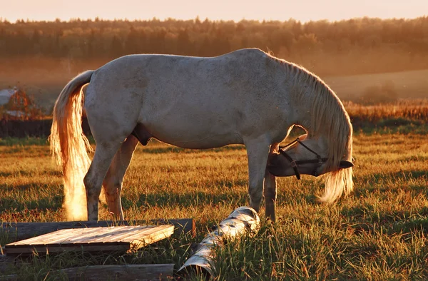 フィールドの日没で白い馬 — ストック写真