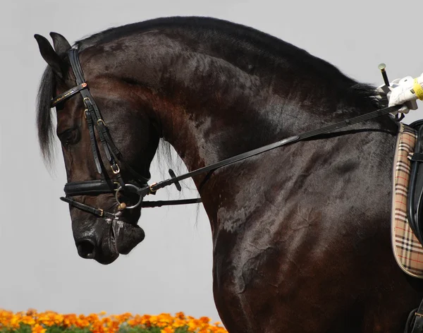 Cabeça de cavalo em um fundo cinza — Fotografia de Stock