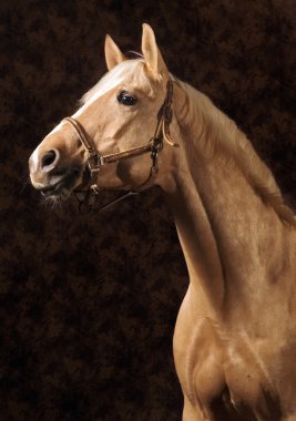 Palomino horse clipart