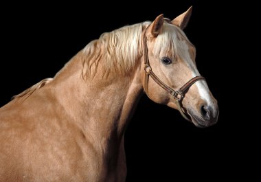 Palomino horse clipart