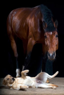 Horse and dog clipart