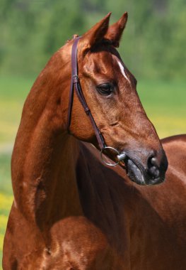 Chestnut horse clipart