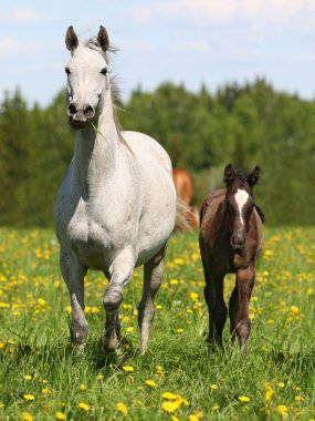 Mare with a foal in a meadow clipart