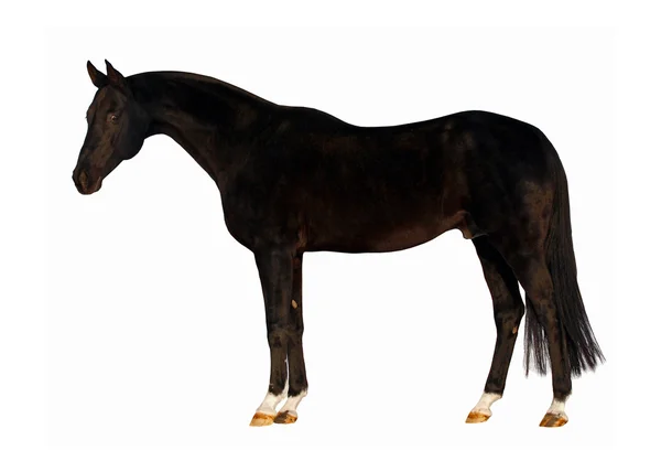 Schwarzes Pferd isoliert auf weißem Hintergrund — Stockfoto