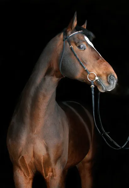 Cavalo de Hanôver — Fotografia de Stock