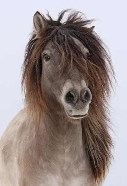 Cavalo peludo — Fotografia de Stock