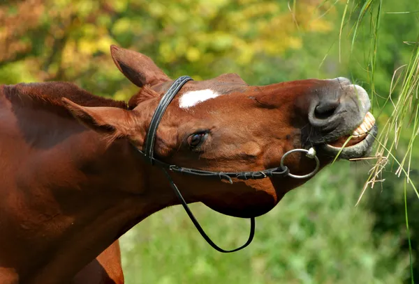 Cavalo e grama — Fotografia de Stock