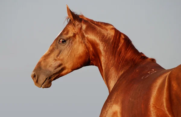 Kaštanový kůň izolované — Stock fotografie