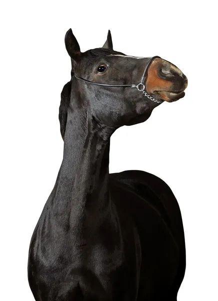Kahverengi at beyaz arka planda izole edilmiş — Stok fotoğraf