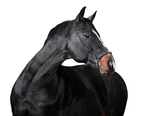 Czarny koń na białym tle — Zdjęcie stockowe