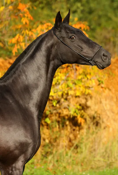 Czarny koń w tle jesień — Zdjęcie stockowe