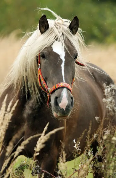 Paard in de herfst weide — Stockfoto