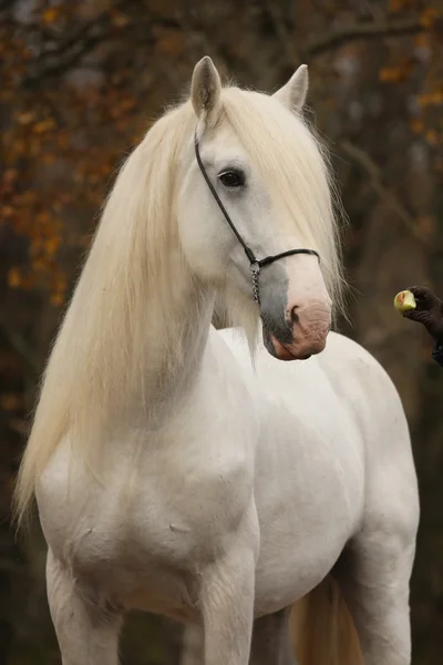 Άσπρο άλογο — Φωτογραφία Αρχείου