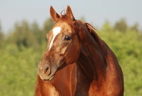 Cavallo di castagno Fotografia Stock