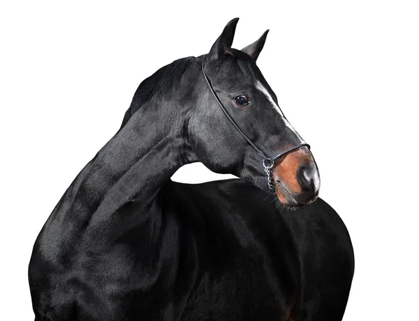고립 된 검은 말 스톡 사진