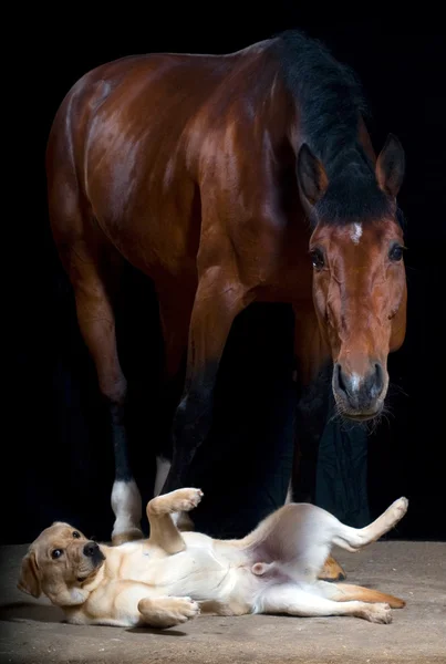 Häst och hund Royaltyfria Stockfoton