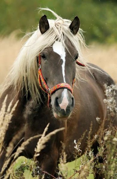 Ló az őszi réten Jogdíjmentes Stock Képek