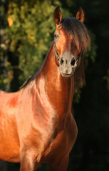 Andalusian horse Stock Image