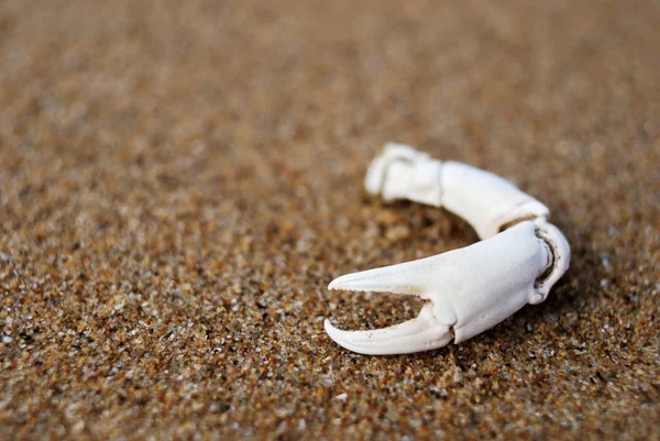 stock image White crab pincer