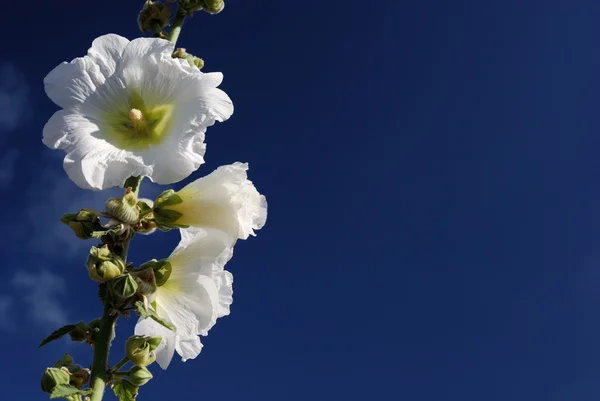 stock image Hollyhock and blue sky