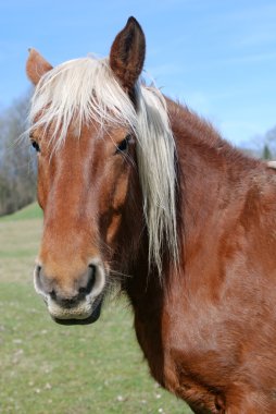 Field horse clipart