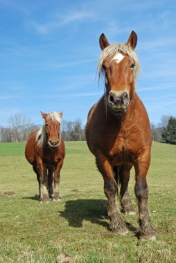 Horses in the meadow clipart