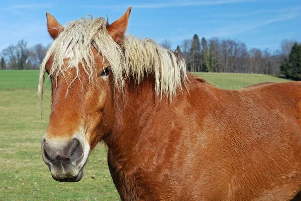 Venkovské kůň — Stock fotografie