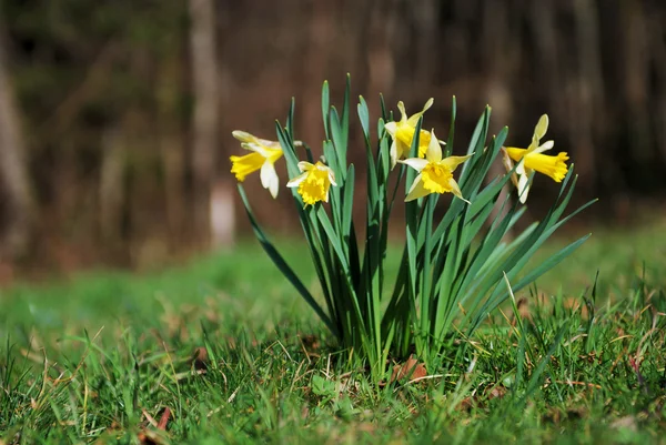 stock image Springtime daffodils