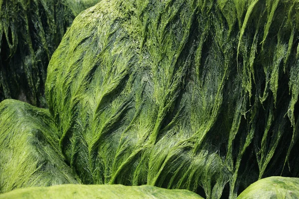 Algae on stones — Stock Photo, Image