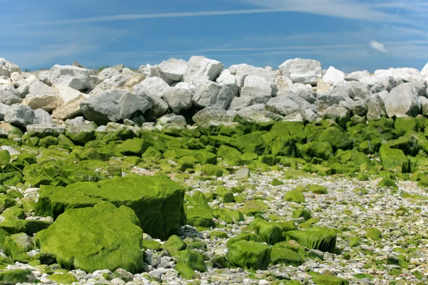 stock image Focus on stones at low tide