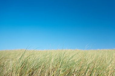 Field and blue sky clipart