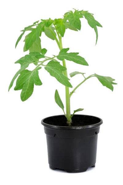 stock image New tomato sprout in pot