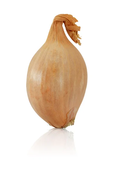 stock image Whole shallot